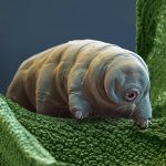 Tardigradi sulla Luna, tutto quello che c’è da sapere Tardigradi sulla Luna, tutto quello che c’è da sapere